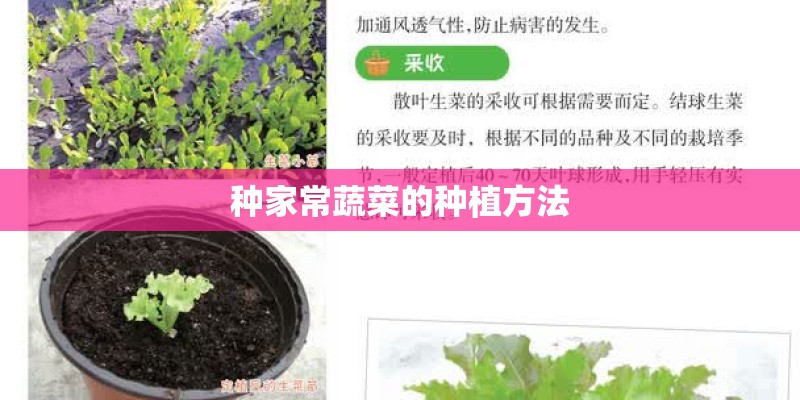 种家常蔬菜的种植方法