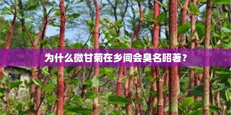 为什么微甘菊在乡间会臭名昭著？