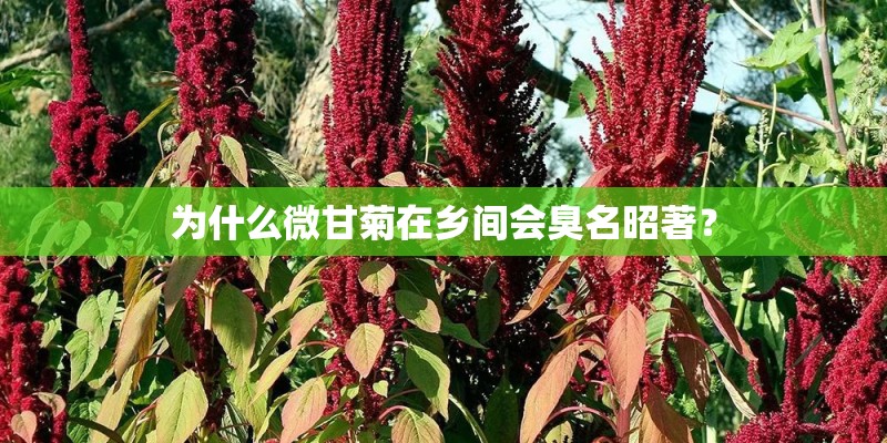 为什么微甘菊在乡间会臭名昭著？
