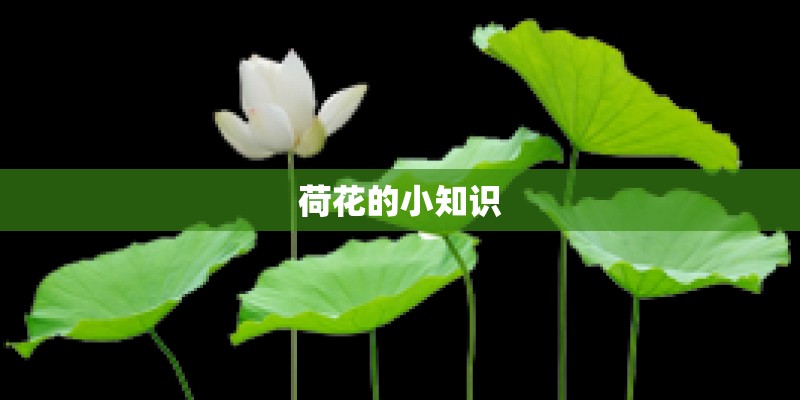 荷花的小知识