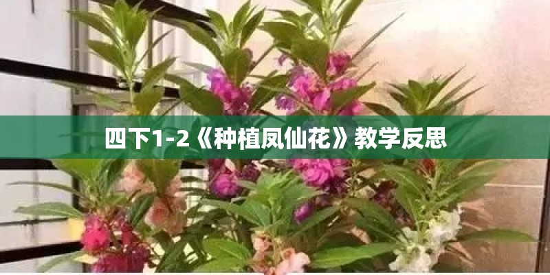 四下1-2《种植凤仙花》教学反思