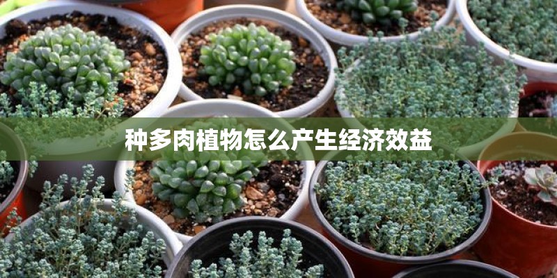 种多肉植物怎么产生经济效益