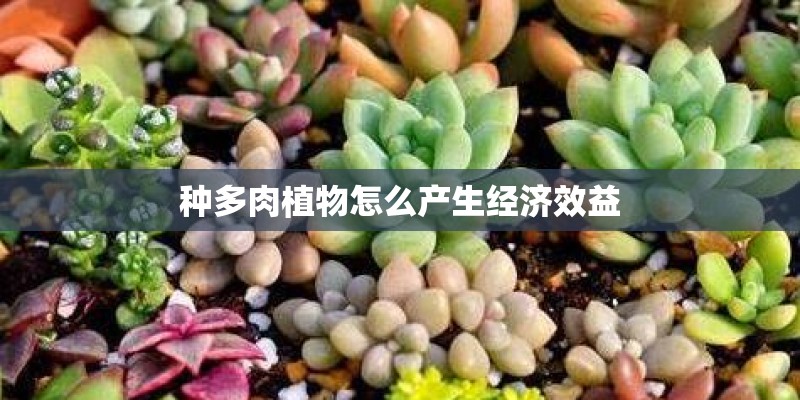 种多肉植物怎么产生经济效益