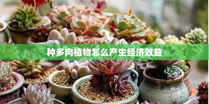 种多肉植物怎么产生经济效益