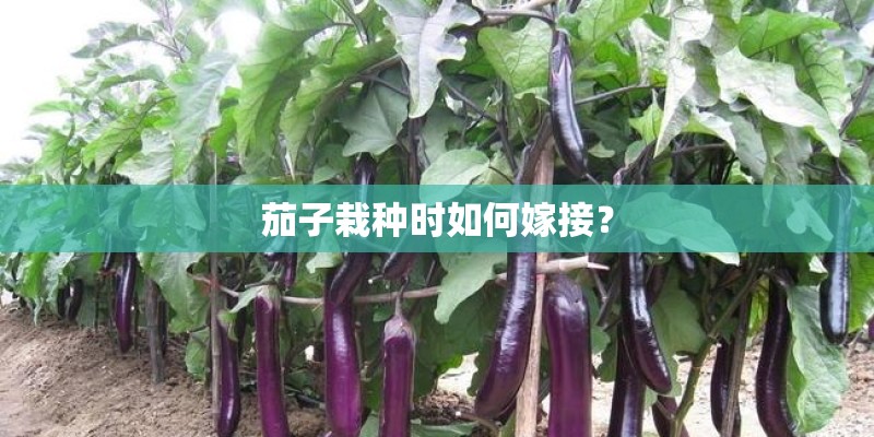 茄子栽种时如何嫁接？