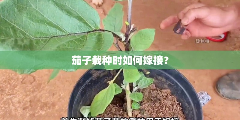 茄子栽种时如何嫁接？