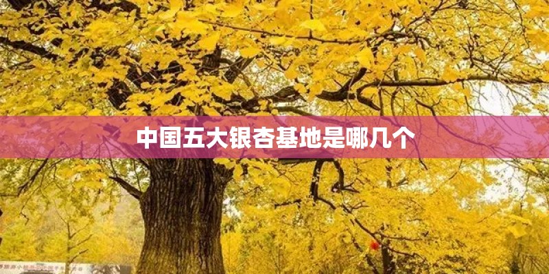 中国五大银杏基地是哪几个