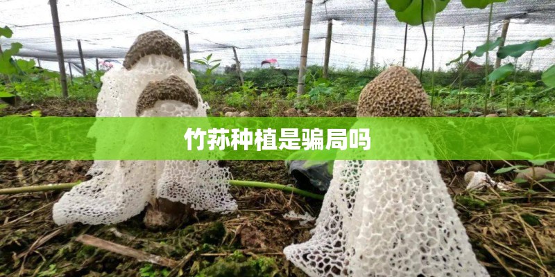 竹荪种植是骗局吗