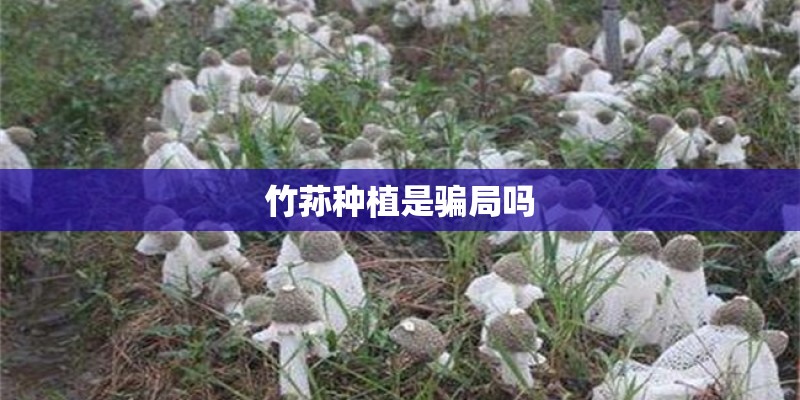竹荪种植是骗局吗