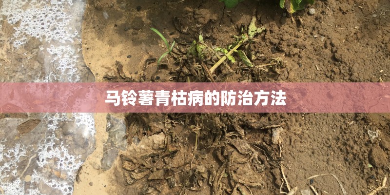 马铃薯青枯病的防治方法