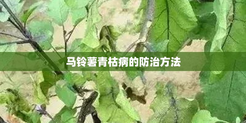 马铃薯青枯病的防治方法