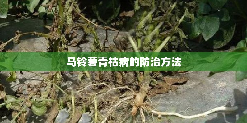 马铃薯青枯病的防治方法