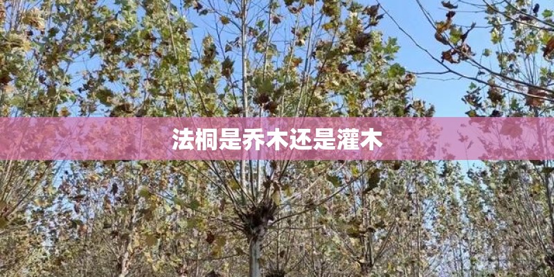 法桐是乔木还是灌木