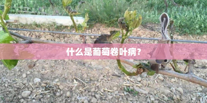 什么是葡萄卷叶病？