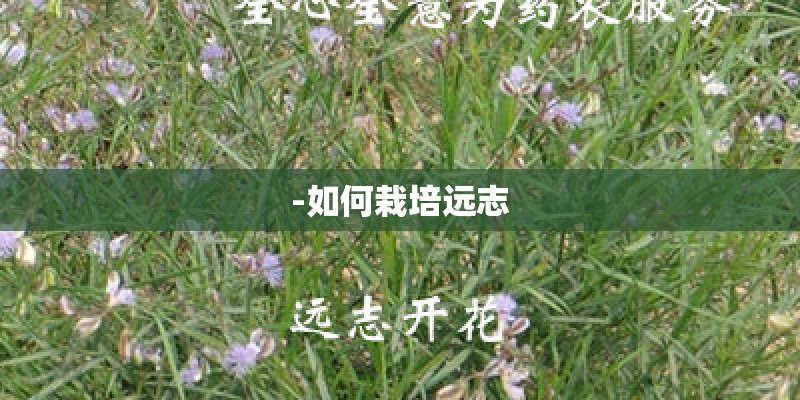 -如何栽培远志