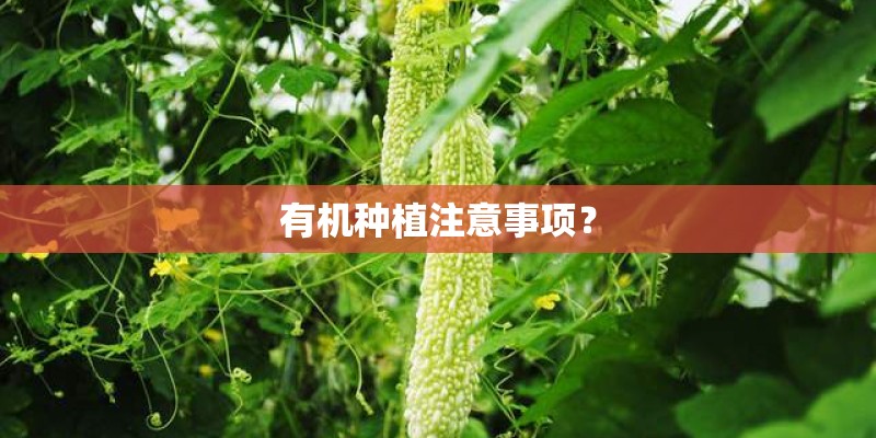 有机种植注意事项？
