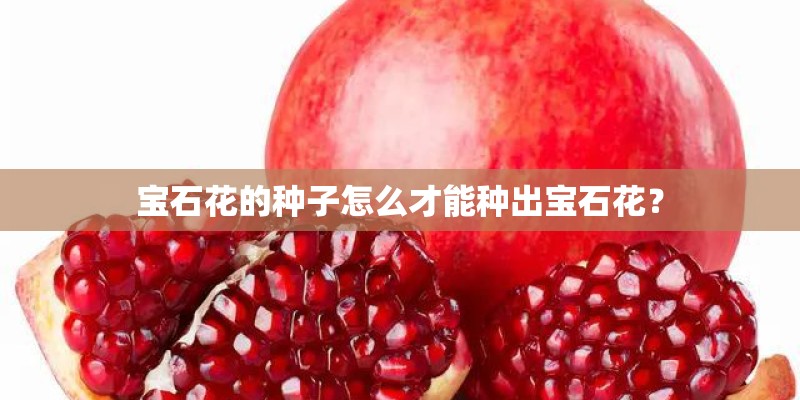 宝石花的种子怎么才能种出宝石花？