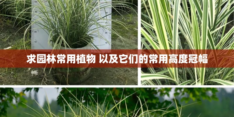 求园林常用植物 以及它们的常用高度冠幅
