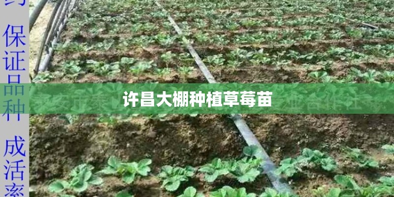 许昌大棚种植草莓苗