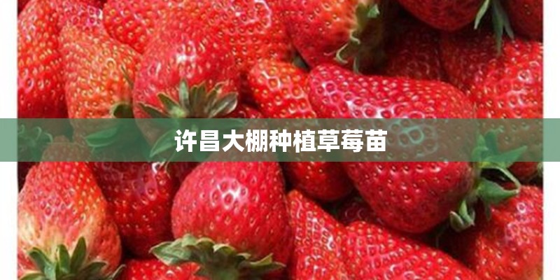 许昌大棚种植草莓苗