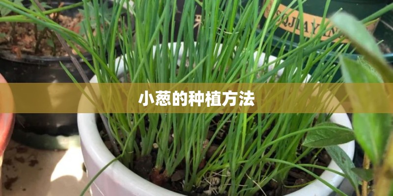 小葱的种植方法