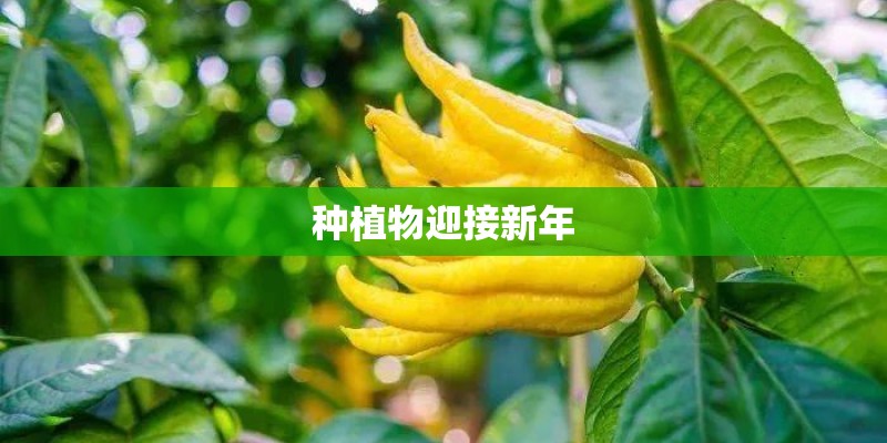 种植物迎接新年