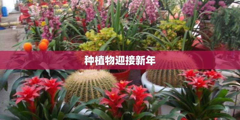 种植物迎接新年