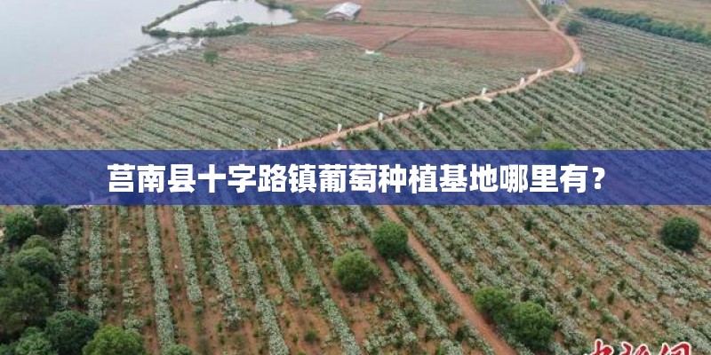 莒南县十字路镇葡萄种植基地哪里有？