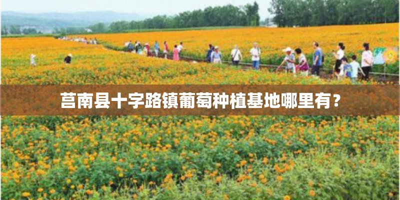 莒南县十字路镇葡萄种植基地哪里有？