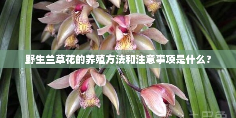 野生兰草花的养殖方法和注意事项是什么？