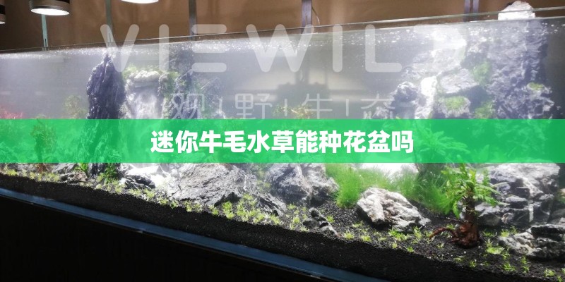 迷你牛毛水草能种花盆吗