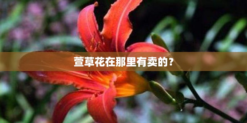 萱草花在那里有卖的？