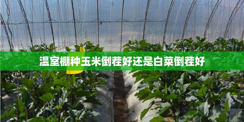温室棚种玉米倒茬好还是白菜倒茬好