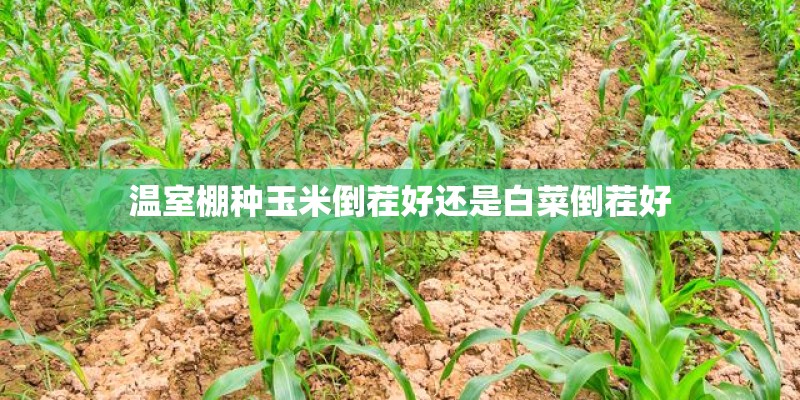 温室棚种玉米倒茬好还是白菜倒茬好