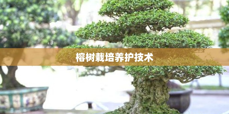 榕树栽培养护技术