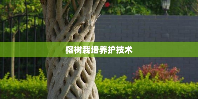 榕树栽培养护技术