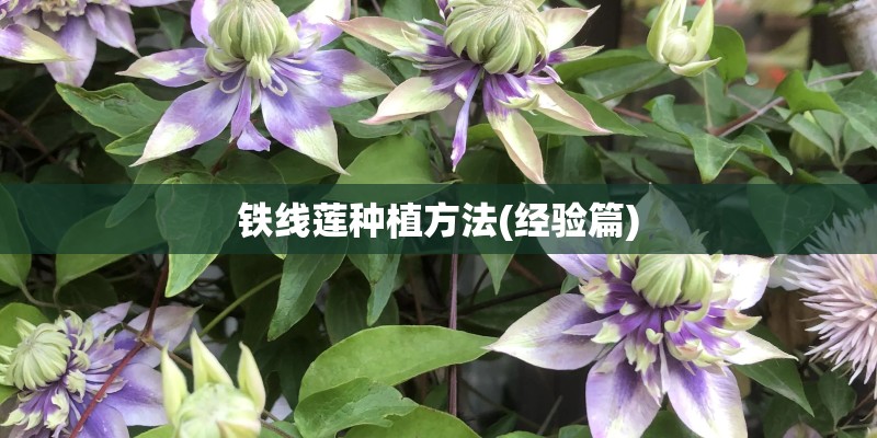 铁线莲种植方法(经验篇)