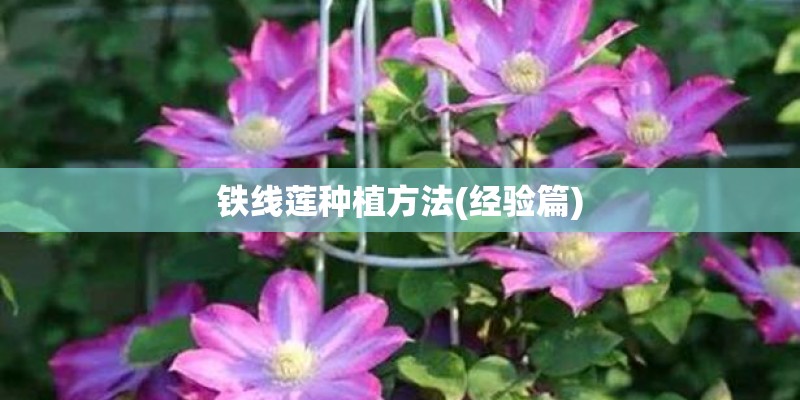 铁线莲种植方法(经验篇)