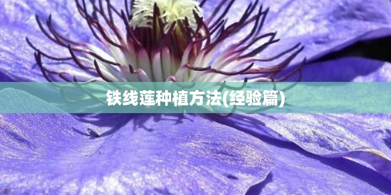 铁线莲种植方法(经验篇)