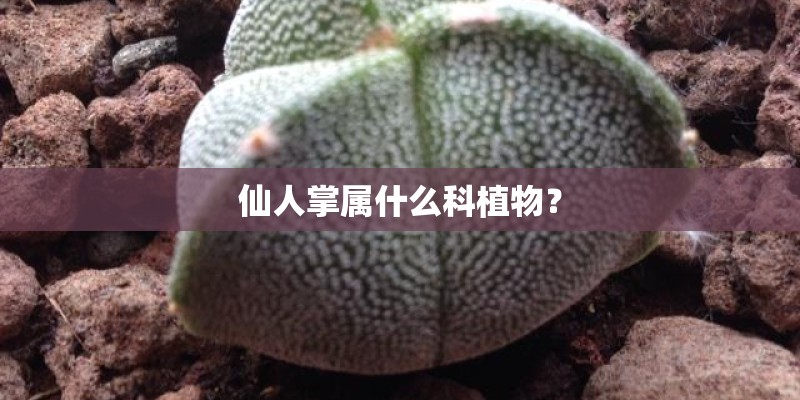 仙人掌属什么科植物？