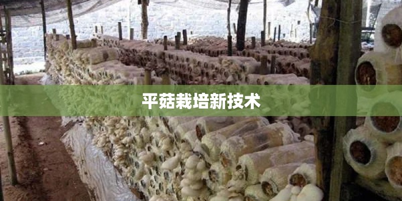 平菇栽培新技术