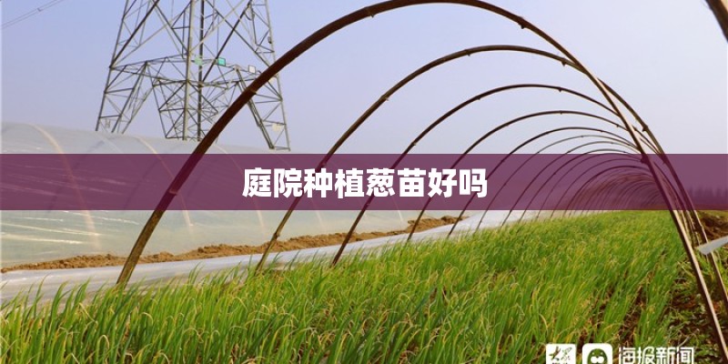 庭院种植葱苗好吗