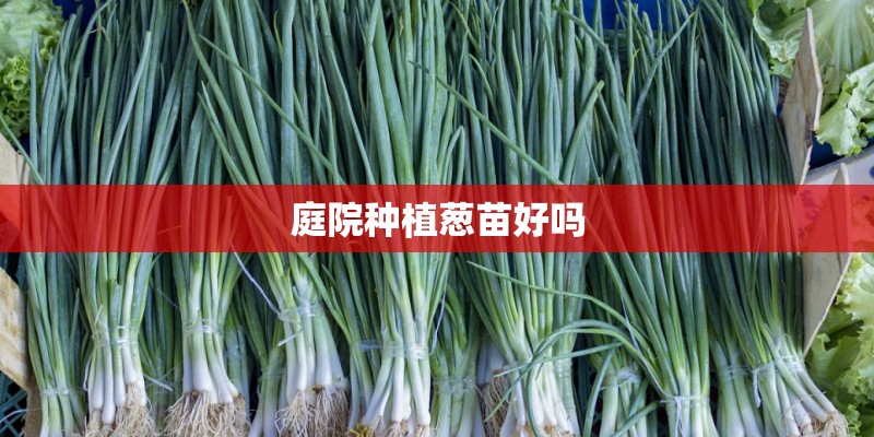 庭院种植葱苗好吗