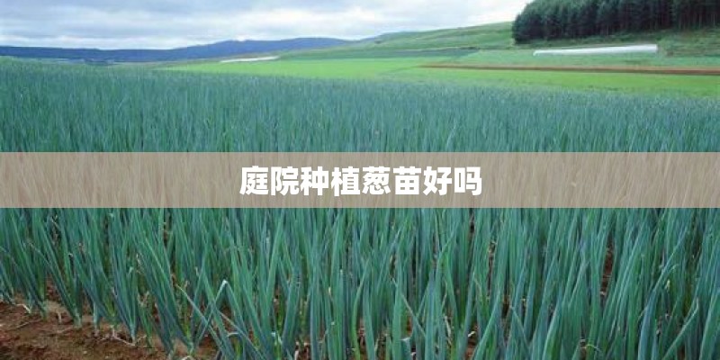 庭院种植葱苗好吗