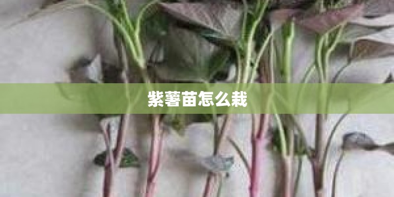 紫薯苗怎么栽
