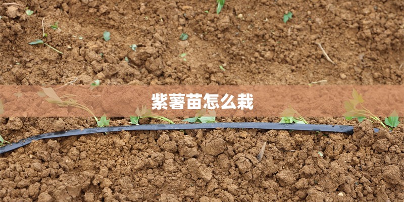 紫薯苗怎么栽