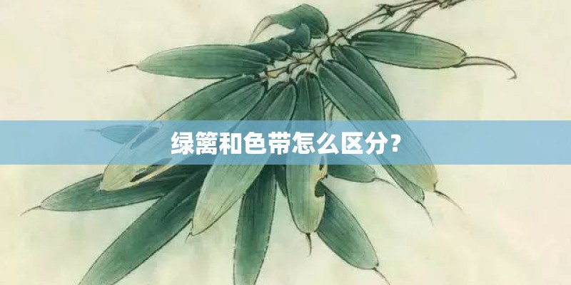 绿篱和色带怎么区分？