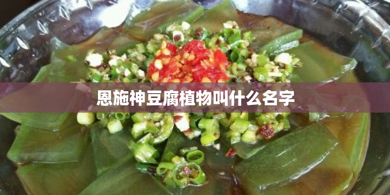 恩施神豆腐植物叫什么名字
