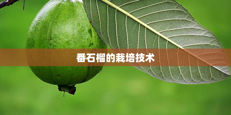 番石榴的栽培技术