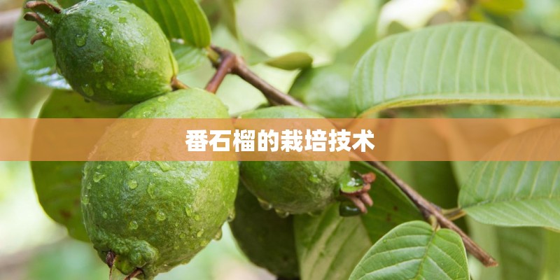 番石榴的栽培技术